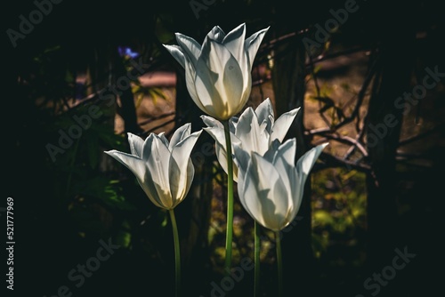Closeup shot of White Triumphator tulips in the garden