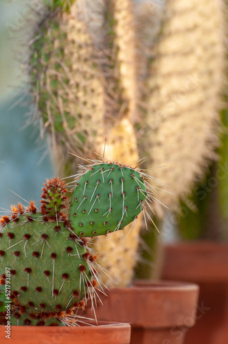 kaktusy w glinianych doniczkach