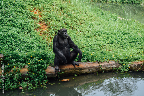 A monkey sitting and pondering alone beside the canal.