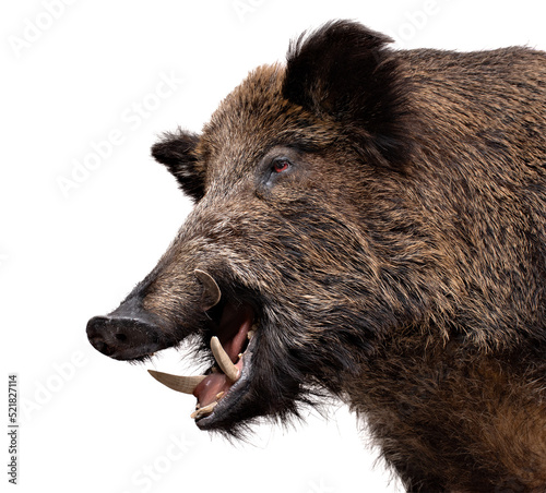 Wild Boar male portrait isolated on white.