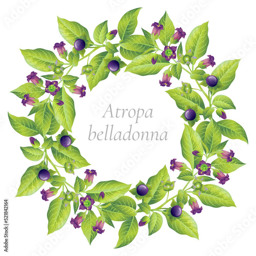 Wreath of belladonna plant on a white background. Vector drawing. Leaves, stem, flowers, belladonna berries. Plant illustration. Atropa belladonna.