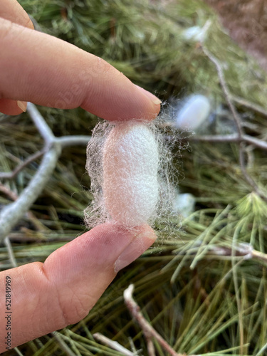 a hand-held cocoon, a white cocoon among the leaves