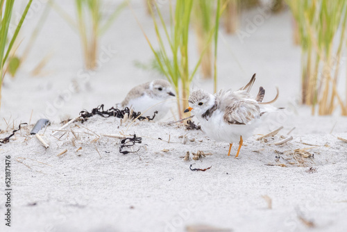  piping plover babies (Charadrius melodus) 