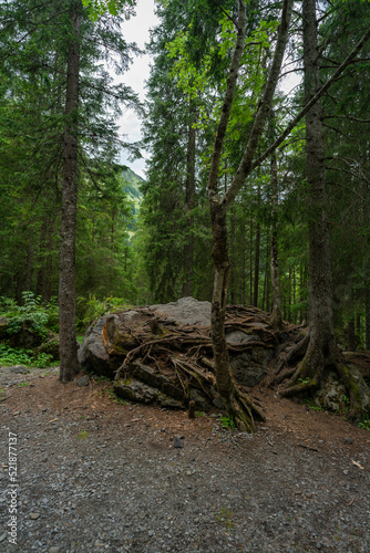 eine Fichte wächst auf einem grossen Stein, Wurzelstock mit starken Wurzeln auf einem Findling im Wald. Waldlichtung in Adelboden