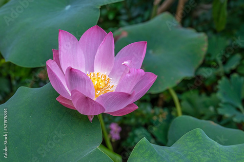 Dwarf Lotus flower, Nelumbo nucifera 'Akari' opens up. Focus is on the center of the flower (stamens and anthers) 