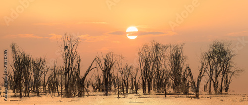 landscape scenery of silhouette dead tree forest in lake with sunset sky at lake nakuru national park Kenya