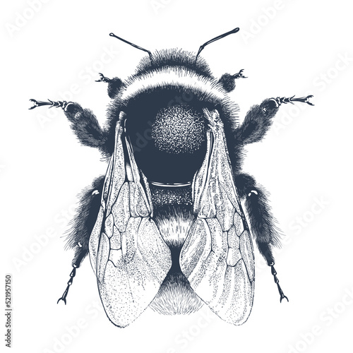 Realistic garden bumblebee. Top view. Hand drawn vector illustration