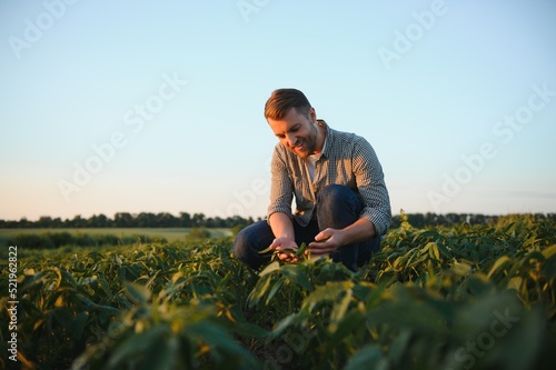 Agronomist inspecting soya bean crops growing in the farm field. Agriculture production concept. young agronomist examines soybean crop on field in summer. Farmer on soybean field.