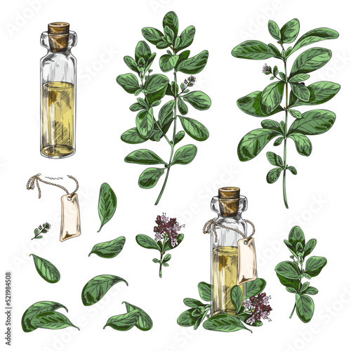 Marjoram plant and bottles of marjoram oil set vector illustrations isolated.