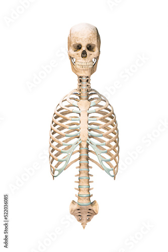 Accurate anterior or front view of axial bones of human skeletal system or skeleton isolated on white background 3D rendering illustration. Anatomy, medical, osteology healthcare, science concept.