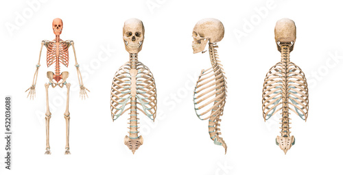 Accurate axial bones of human skeletal system or skeleton isolated on white background 3D rendering illustration. Anterior, lateral and posterior views. Anatomy, medical, osteology, science concept.