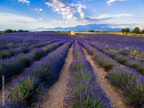 Village in the lavender field of Provence