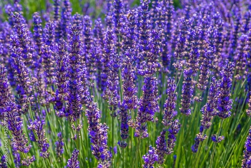 Beautiful Lavender fields in Mount Hood, Oregon