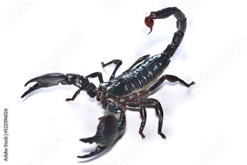 Closeup picture of a mature male of the emperor scorpion Pandinus imperator, a common pet species under CITES protection originating from West Africa and photographed on white background.