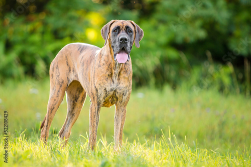 great dane dog