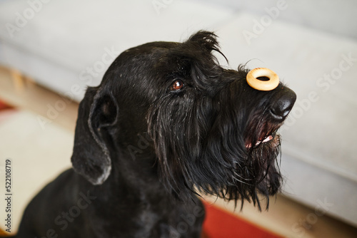 Close-up of black purebred schnauzer training with bagel on his nose, developing discipline