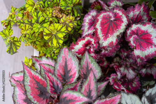 Top view amazing colorful leaf pattern various begonia rex leaves background. The colorful leaf.