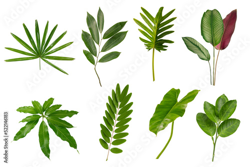 Set of tropical green leaves isolated on white background.