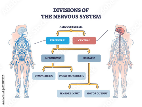 Divisions of peripheral and central nervous system anatomy outline diagram. Labeled educational scheme with autonomic and somatic or sympathetic and parasympathetic categories vector illustration.