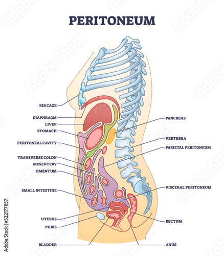 Peritoneum membrane as smooth muscle tissue in abdominopelvic cavity outline diagram. Labeled educational scheme with inner stomach organs from side view vector illustration. Human body organ anatomy.