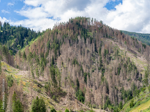 Woods destroyed by the bark beetle, whose scientific name is Ips typographus, the beetle that is ravaging the forests. European Alps