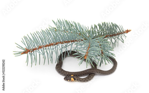 Snake with a branch of thuja.