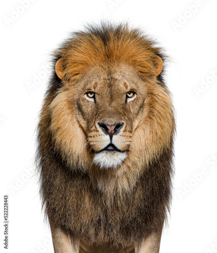 Portrait of a Male adult lion looking at the camera, Panthera