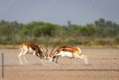 Two wild male blackbuck or antilope cervicapra or indian antelope in action fighting with force and long horns in open natural green background of velavadar National Park Bhavnagar gujrat india asia