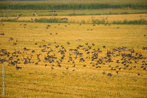 A flock of starlings fly over a wheat field where greylag geese are eating seeds early in the morning