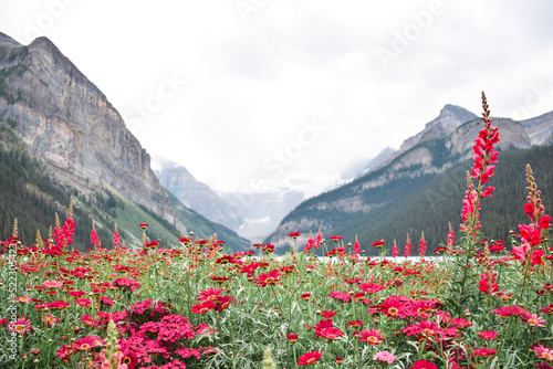 Landscape view of red flowers meadow with Rocky Mountains at lake Louise in Banff National Park in Alberta Canada