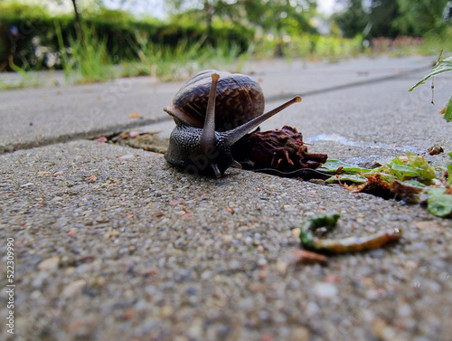 Ślimak pełzający po chodniku w deszczowy wiosenny poranek.
