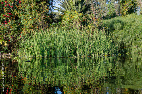 Plants in Xochimilco 