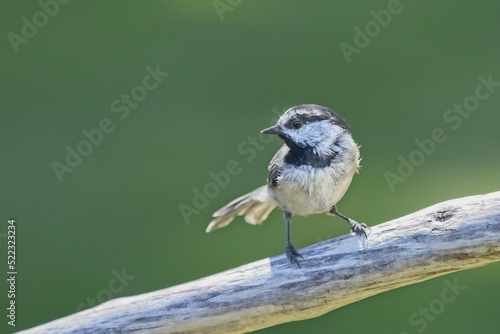 Mountain chickadee perched on a branch.