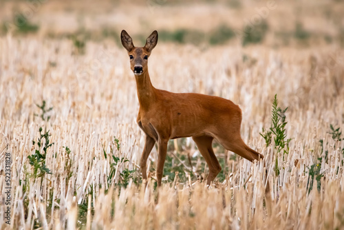 deer in the woods