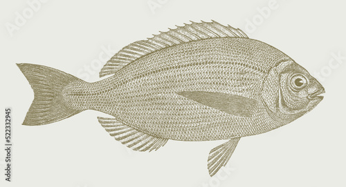 Black seabream spondyliosoma cantharus, marine fish in side view