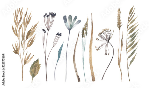 Collection of dry meadow herbs and ears. Watercolor illustration of wild plants in herbarium style. Illustrations for postcards, banners, invitations. Autumn herbs.