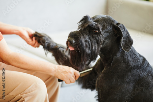 Close-up of owner brushing fur on body of her purebred dog with brush