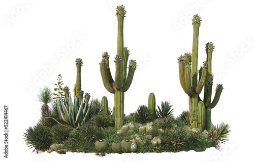 Cactus on transparent background