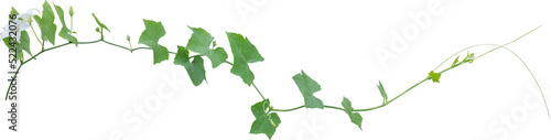 Green leaves of Vine plant ivy (Coccinia grandis)