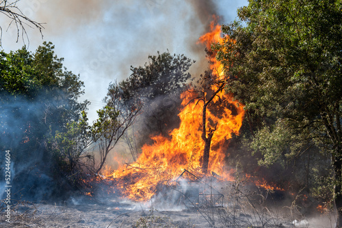 Feu de broussaille