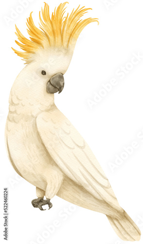 Watercolor sulphur-crested cockatoo bird illustration