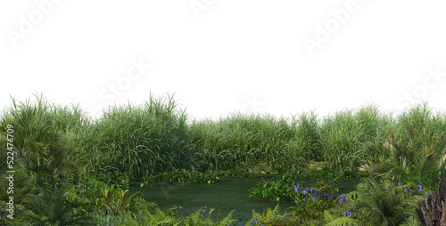 Plants on the edge of swamps on a transparent background