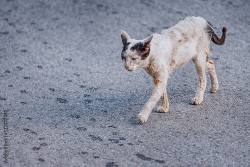 Sad and injured stray stray cat is walking along the road. The concept of the infectious diseases and rabies. Veterinary care and animal rights and charity