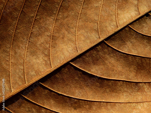 dry brown leaf of Queen's crape myrtle ( Lagerstroemia speciosa (L.) Pers.)