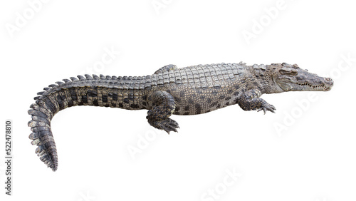 Crocodile isolated