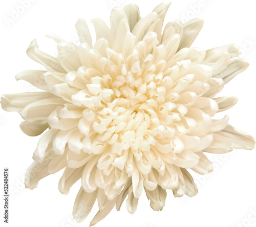 colorful chrysanthemum flower cutout without background