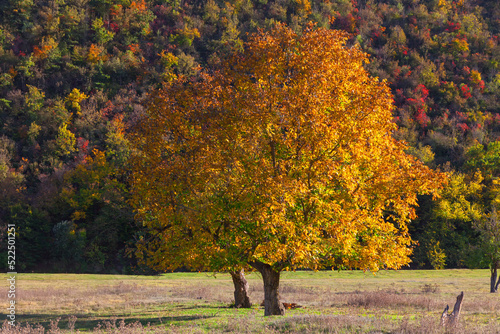 Walnut tree in autumn . Fall colorful nature scenery . Tree with large branches