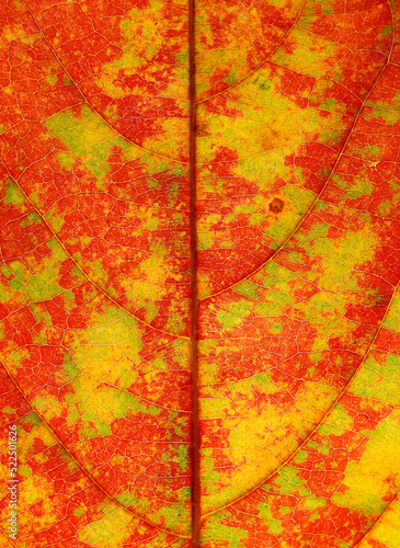 colorful autumn leaf of Queen's crape myrtle tree ( Lagerstroemia speciosa (L.) Pers. )