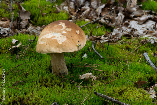 White mushroom in the forest against the background of green vegetation. Awesome boletus grows in wildlife. Porcini bolete mushrooms. Soft focus