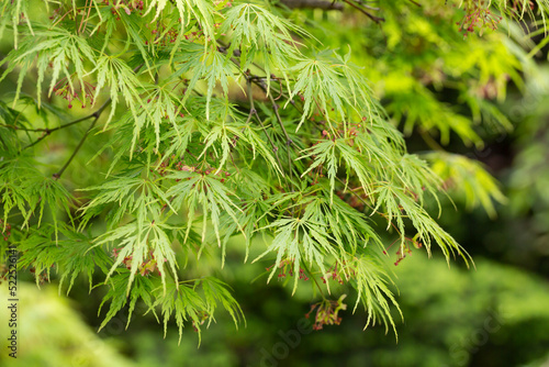 Young Japanese Maple - Acer Palmatum Dissectum, Background of green leaves